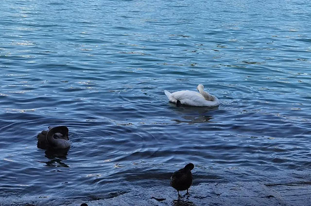 蜜月(yuè)之城(chéng)